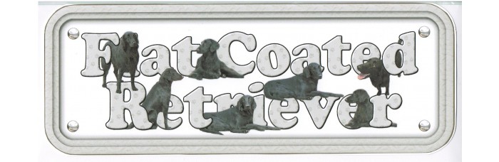 Flat Coated Retriever